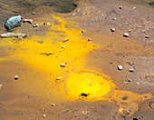 Sulphur deposits at geothermal spring,New Zealand