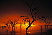 Drowned trees at sunset