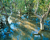 Mangrove swamp during a high tide,New Zealand