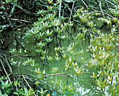 Young mangrove plants