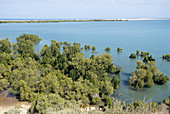 Mangrove swamp