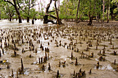 Mangrove aerial roots