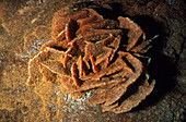 Desert rose- from the Sahara