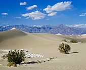 Sand dunes & scrub,Death Valley,California