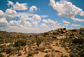 Desert landscape,Joshua Tree National Park,Ca
