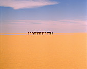 Camel caravan in Western Tenere Desert,Niger