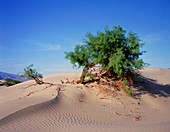 Sand dunes in Death Valley with Mesquite tree
