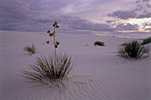 Yucca plants growing in the desert sand
