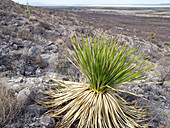 Desert in Chihuahua,Mexico