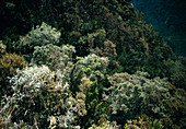 Cloud forest at Rio Mazan Valley,Ecuador