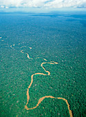 Oriente tropical forest,Ecuador