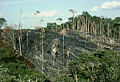 Rainforest burnt for crop-planting,Ecuador