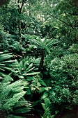 Temperate rain forest vegetation