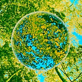 Coloured photo of globe of leaves in forest