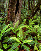 Ferns and Myrtle trees in temperate rainforest