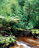 Understorey of temperate rainforest with stream