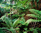 Tree ferns in tropical rainforest