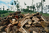 Pile of cut tree trunks in deforested Costa Rica