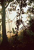 View of burning,clear-cut tropical rainforest