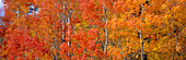 Aspen trees in the Autumn