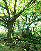 Ancient oak woodland