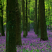 Bluebell wood