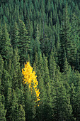 Black cottonwood tree in evergreen forest