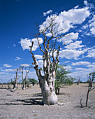 Sprokies wood moringa forest