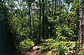Dipterocarp rainforest