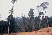 Rainforest destruction
