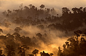 Rainforest at dawn