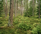 Pine forest,Scotland