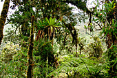 Tropical cloud forest
