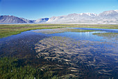Tundra pond