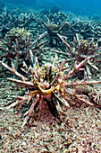 Coral reef rehabilitation