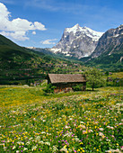 Meadown flowers in glacial valley,Switzerland