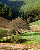 Tree in valley,conifers in background