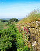 Plants on Hadrian's Wall