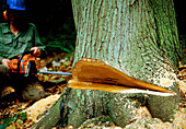 Tree cutting in Nower Wood,Surrey,England