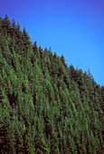 Douglas fir forest,British Columbia,Canada