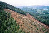 Helicopter over a clear-cut hillside,Canada