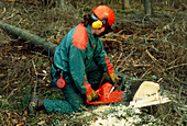 Forest worker uses chain saw to clear storm damage