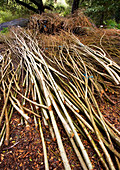 Willow sticks