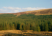 Plantation of Sitka Spruce