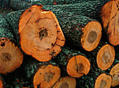Logs of European alder trees