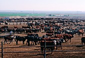 View of a herd of beef cattle ready for slaughter