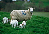 View of a female sheep,Ovis aries,with lambs