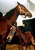 Mare and her newborn foal (Equus caballus)