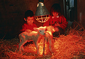 Children with lambs (Ovis aries) in infrared light