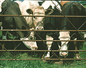 Cows at gate